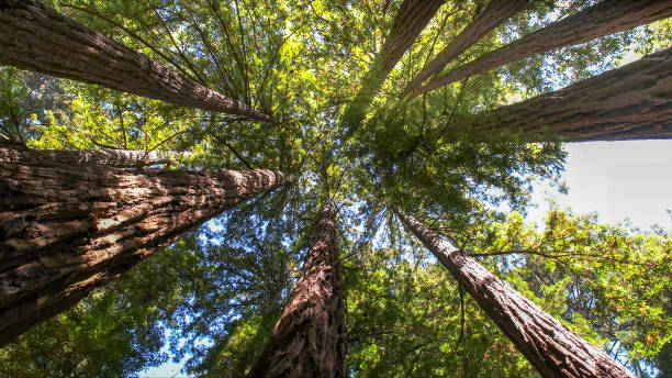 How Our Tree Care Process Works  in  Lake City, FL