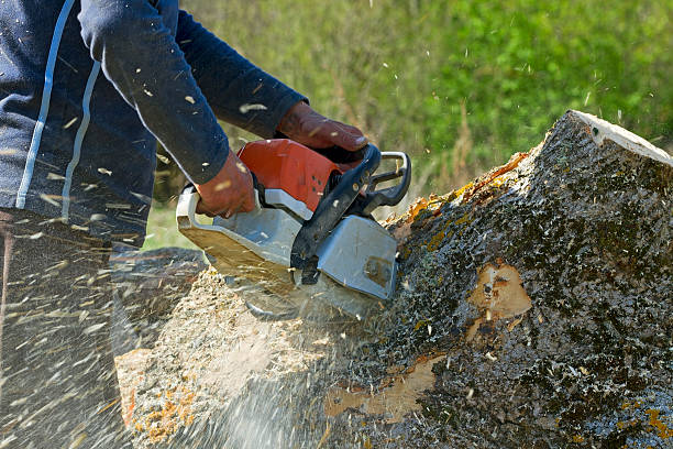 Reliable Lake City, FL Tree Removal Solutions