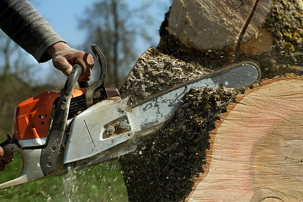 Best Stump Grinding and Removal  in Lake City, FL